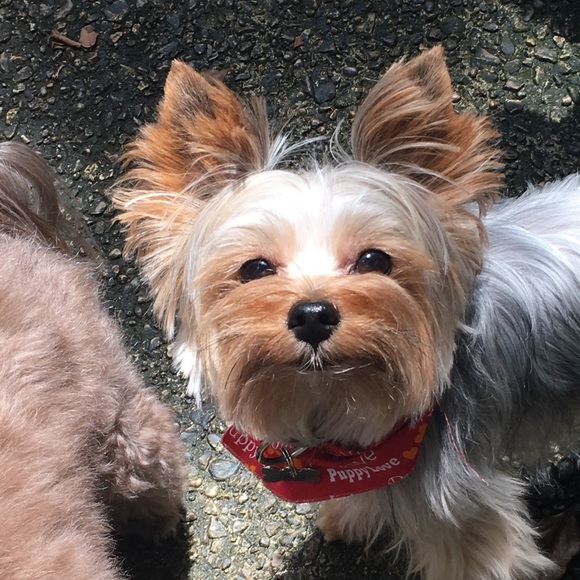 Meet your Posher, Jamie - Picture 1 of 1